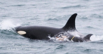 В Авачинском заливе сотрудники Росприроднадзора следят за судьбой детеныша косатки