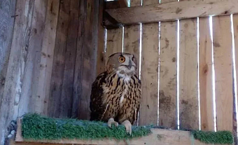 Три редких филина выпущены в природу в Калининградской области