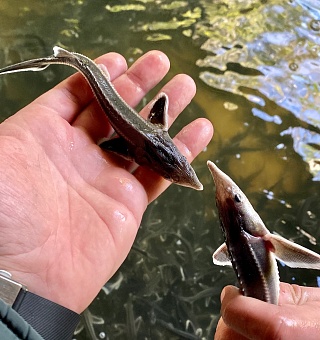 Под контролем сотрудников Росприроднадзора в реку Дон выпущено почти 100 тысяч особей стерляди