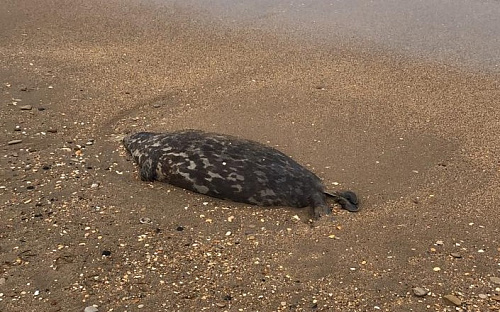 Росприроднадзор выясняет причины гибели тюленей в Каспийском море