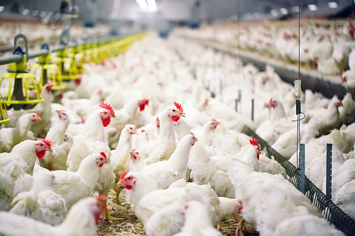 Управление Росприроднадзора рассмотрело декларацию об оплате за негативное воздействие на окружающую среду АО «Симоновская птицефабрика»