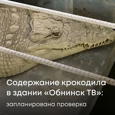 Содержание крокодила в здании "Обнинск ТВ"