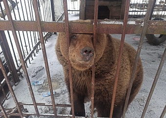 Росприроднадзор по СЗФО выявил нарушения в содержании бурого медведя