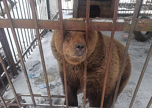 Росприроднадзор по СЗФО выявил нарушения в содержании бурого медведя