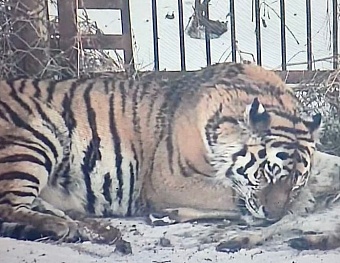 Под контролем сотрудников Росприроднадзора в Хабаровском крае амурского тигра готовят к выпуску в естественную среду обитания