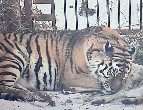 Под контролем сотрудников Росприроднадзора в Хабаровском крае амурского тигра готовят к выпуску в естественную среду обитания