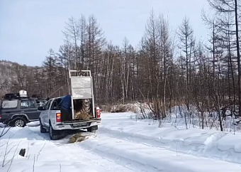 В Хабаровском крае амурскую тигрицу вернули в дикую природу