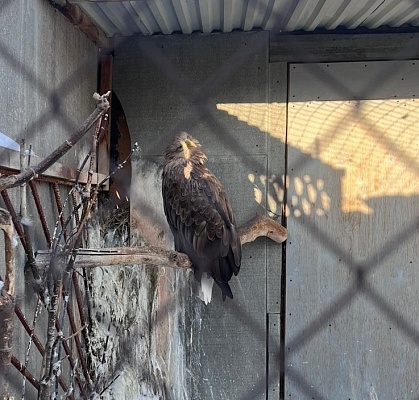 В Алтайском крае по инициативе Росприроднадзора пресечена деятельность нелегального зоопарка