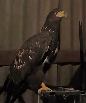 В Республике Калмыкия сотрудники Росприроднадзора приняли участие в спасении орлана-белохвоста