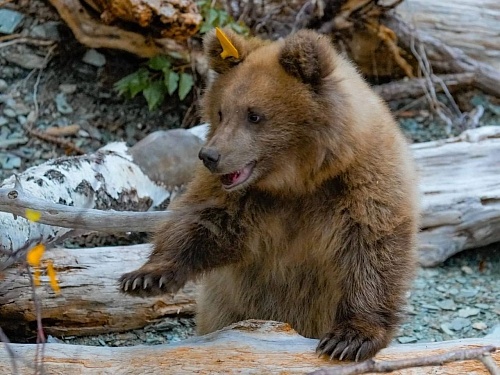 Медвежонок, спасенный на Алтае при участии сотрудников Росприроднадзора, успешно перезимовал в дикой природе