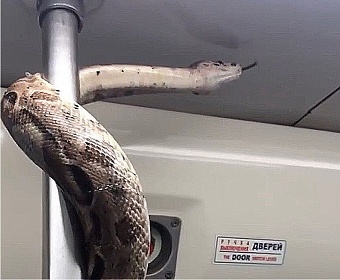 Росприроднадзор по СЗФО внес предостережение гражданину, перевозившему императорского удава в петербургском метро