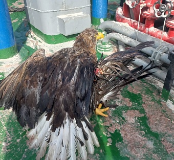В Астраханской области сотрудники Росприроднадзора произвели изъятие из естественной среды обитания краснокнижного орлана-белохвоста
