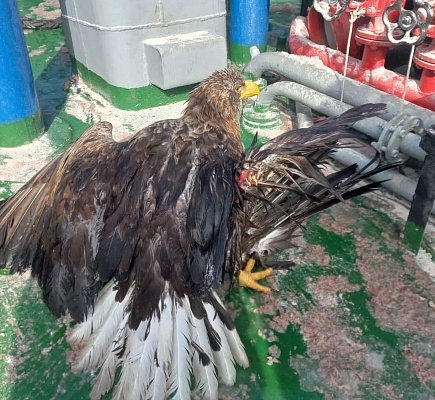 В Астраханской области сотрудники Росприроднадзора произвели изъятие из естественной среды обитания краснокнижного орлана-белохвоста