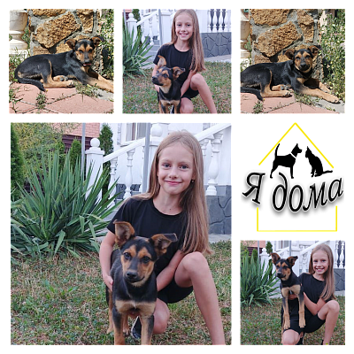 Маленькое чудо в преддверии большого дня: как щенок нашел семью благодаря неравнодушию