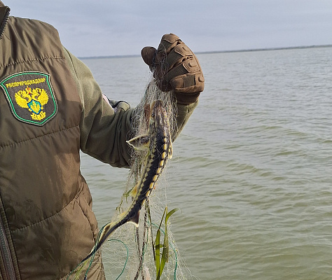 В акватории Таганрогского залива инспекторы Росприроднадзора участвуют в мероприятиях по пресечению браконьерства 