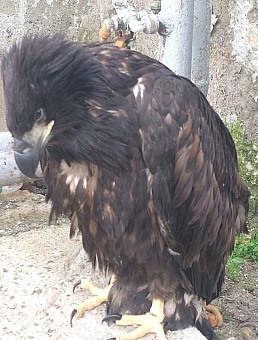 В Пермском крае спасли птенца краснокнижного орлана-белохвоста