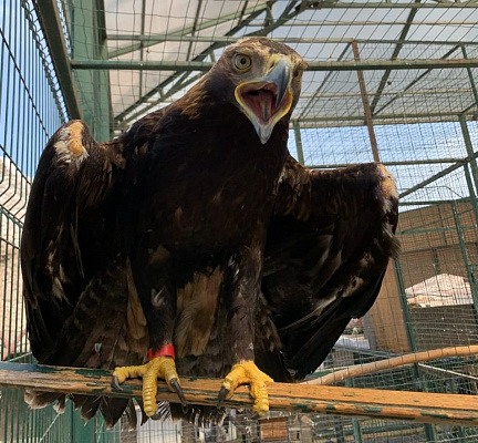 Росприроднадзор выдал разрешение на содержание краснокнижного орла-могильника в пятигорском зоопарке