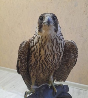 В Челябинской области сотрудники Уральского управления Росприроднадзора приняли участие в выпуске в естественную среду обитания соколов балобанов