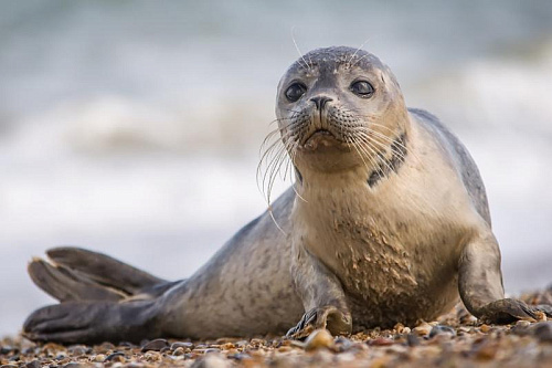 Росприроднадзор ищет причины массовой гибели краснокнижных тюленей на Каспии
