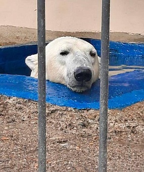 Глава Росприроднадзора: белому медведю Терпею обеспечены особые условия в Москве