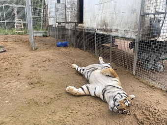 Инспекторы Росприроднадзора по СЗФО посетили с профилактическим визитом хоспис для крупных хищников