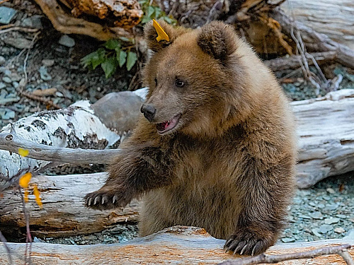 Спасенные на Алтае медвежата возвращены в природу при участии сотрудников Росприроднадзора