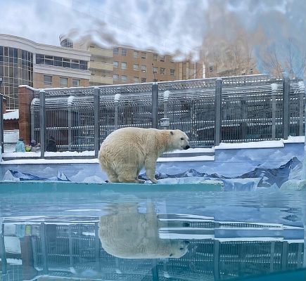 Уральское управление Росприроднадзора проконтролировало передачу белого медведя
