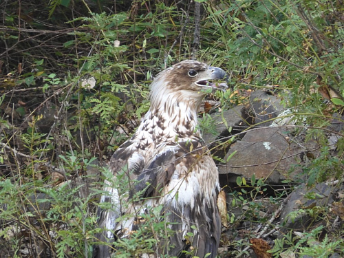 В Приморском крае выпустили в дикую природу краснокнижного орлана - белохвоста