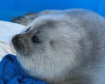 19 февраля – Всемирный день защиты морских млекопитающих