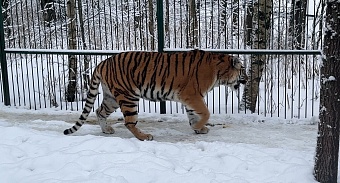 Инспекторы СЗМУ Росприроднадзора провели профилактический визит в Хоспис для крупных кошек «Дом тигра»