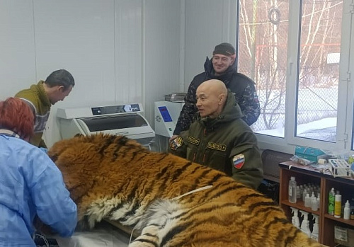Сотрудники Росприроднадзора контролирует проведение обследования изъятого из природы тигра