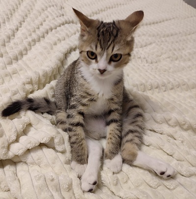 Енисейское управление Росприроднадзора продолжает помогать бездомным животным