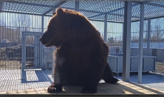 Животные, конфискованные из нелегального зоопарка в Славгороде, переехали в Барнаульский зоопарк