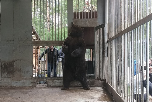 Инспекторы Росприроднадзора приняли участие в изъятии и помещении в Челябинский зоопарк бурого медведя