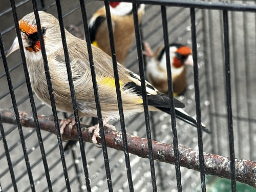 В Петербурге пресечено незаконное содержание певчих птиц