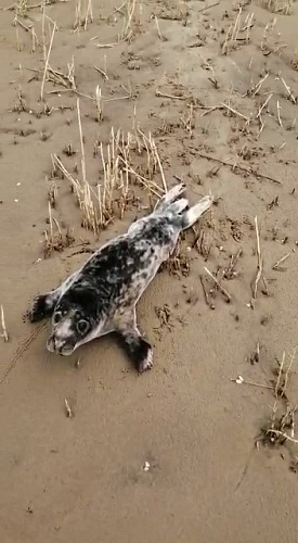 Росприроднадзор по СЗФО просит калининградцев не беспокоить тюленей 