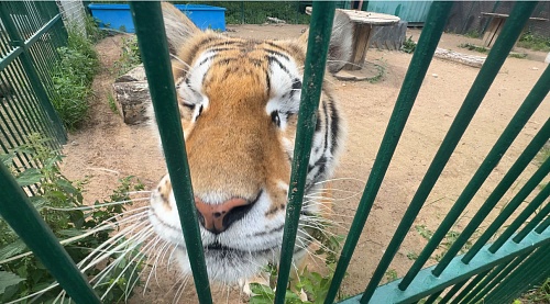 Инспекторы СЗМУ Росприроднадзора посетили Хоспис для крупных кошек «Дом тигра»