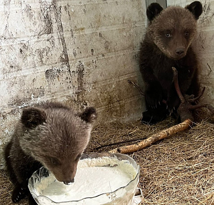 Сотрудники Южно-Сибирского управления Росприроднадзора организовали реабилитацию двух медвежат