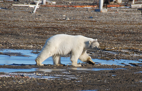 Рабочая группа должна решить судьбу белого медведя в селе Нешкан на Чукотке