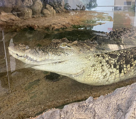 Росприроднадзор по СЗФО внес предостережение по факту содержания крокодилового каймана в торговом центре Петербурга