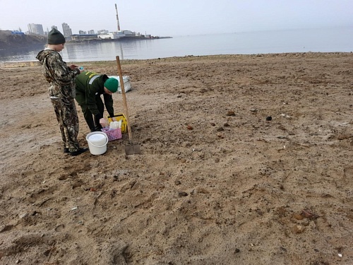 Росприроднадзором выявлен факт размещения размываемого грунта с отходами в защитной прибрежной полосе Амурского залива