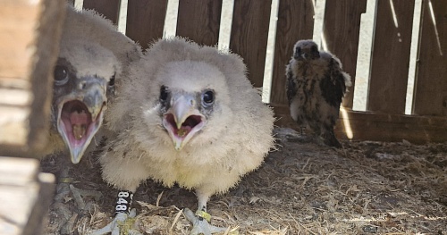 15 птенцов сокола-балобана выпущено в природу Республики Алтай под контролем Южно-Сибирского межрегионального управления Росприроднадзора 