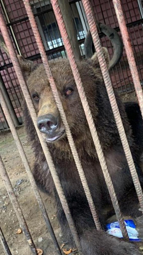 Оценка условий содержания бурой медведицы в Сафоновском районе Смоленской области по обращениям граждан