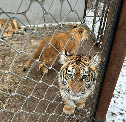 Суд принял решение о конфискации львов и бенгальских тигров, изъятых сотрудниками Росприроднадзора в Астраханской области