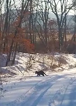 Сотрудники Росприроднадзора приняли участие в спасении тигренка в Еврейской автономной области