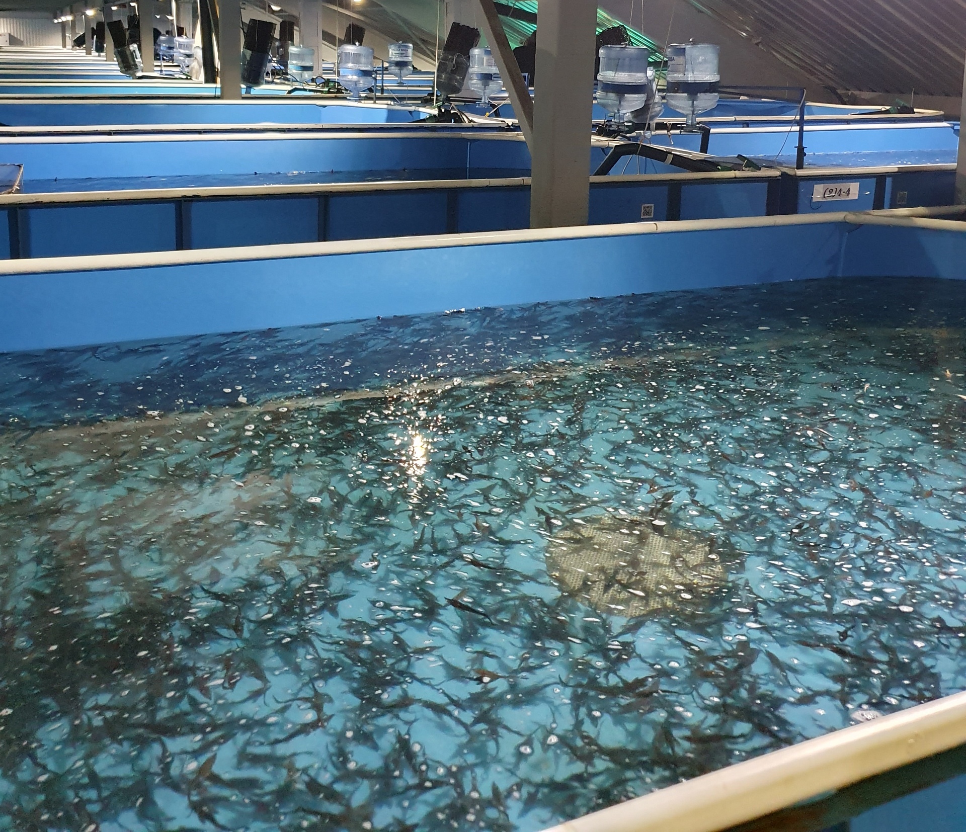 В 2025 году в Красноярском крае выпущено рекордное количество молоди краснокнижного осетра.