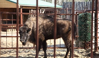 В нижегородский зоопарк «Лимпопо» привезли самку зубра из Могилева