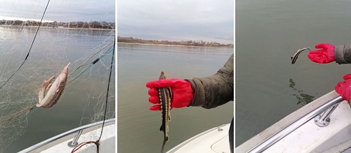 В Запорожской области Росприроднадзор продолжает мероприятия по охране водных (морских) биологических ресурсов, занесенных в Красную книгу Российской Федерации
