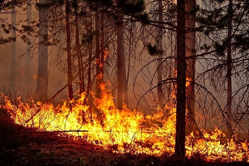 В Иркутской области начались проверки готовности дирекций государственных природных заповедников и национальных парков  к пожароопасному сезону 2024 года 