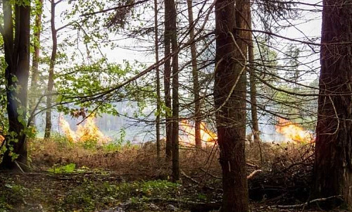 Якутская природоохранная прокуратура разъясняет о введении порядка выплаты вознаграждений гражданам, сообщившим сведения о виновных в лесных пожарах